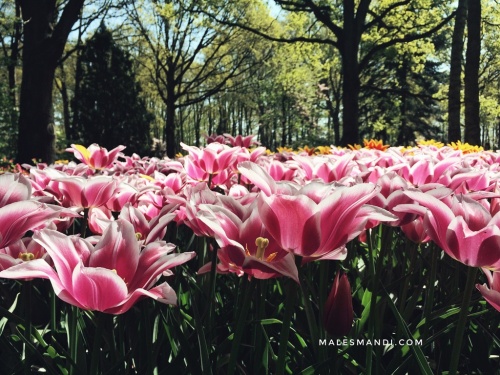bunga-tulip